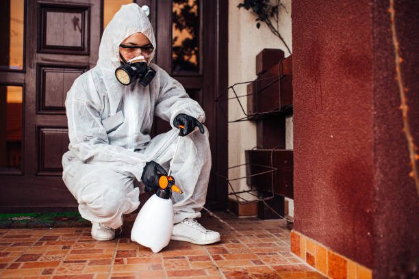 Reliable Wasp Removal contractor in Rockville, CT by Show Me Pest Control